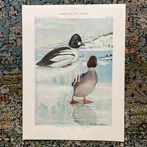 Antique Ornithological Bird Print Original Vintage Home Decor golden eye